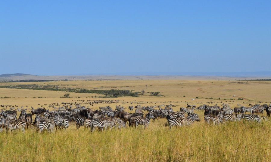Wildlife Safaris Private Tours