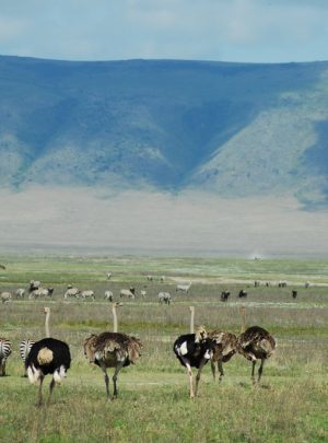 Wildlife in Ngorongoro Crater