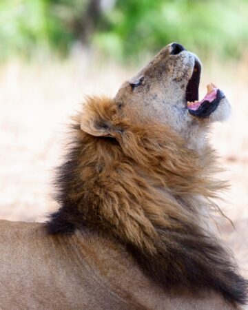 Tanzania Safaris