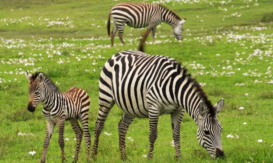 Tanzania's ecotourism