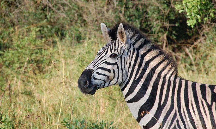 Wildlife Conservation