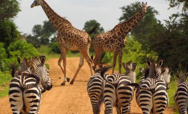 Zebra and Giraffes in Mikumi National Park