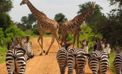 Zebra and Giraffes in Mikumi National Park