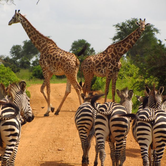 Zebra and Giraffes in Mikumi National Park