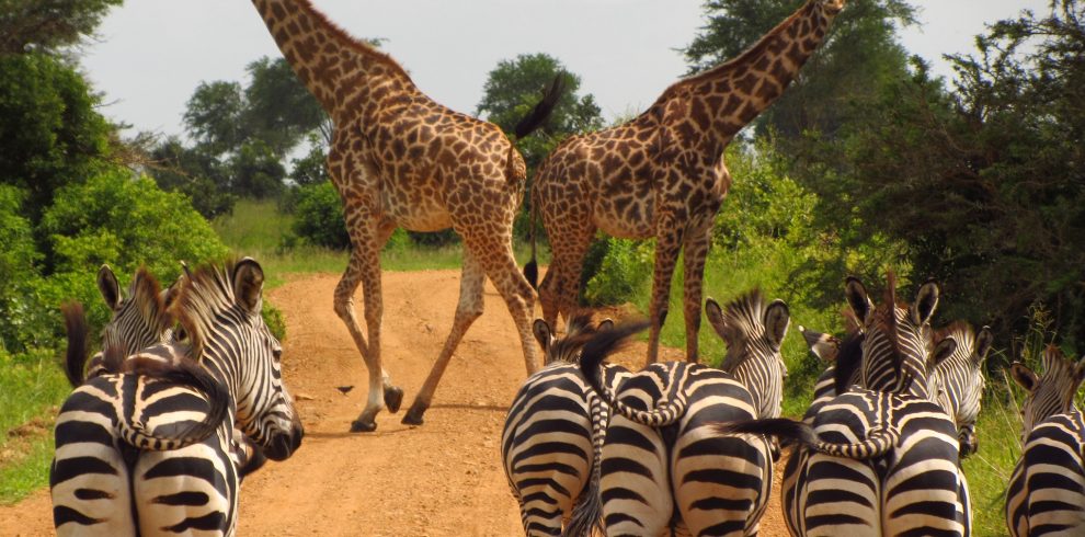 Zebra and Giraffes in Mikumi National Park