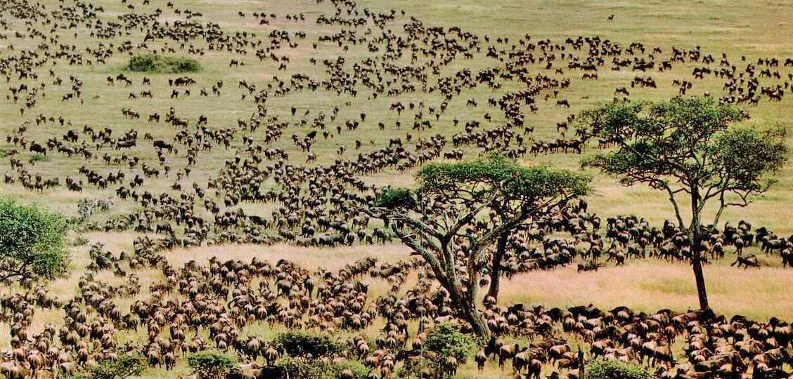 Tanzania safari Serengeti Tracker App