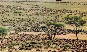 Tanzania safari Serengeti Tracker App