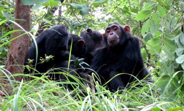 Chimpanzee safaris