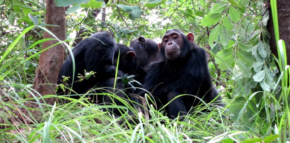 Chimpanzee safaris