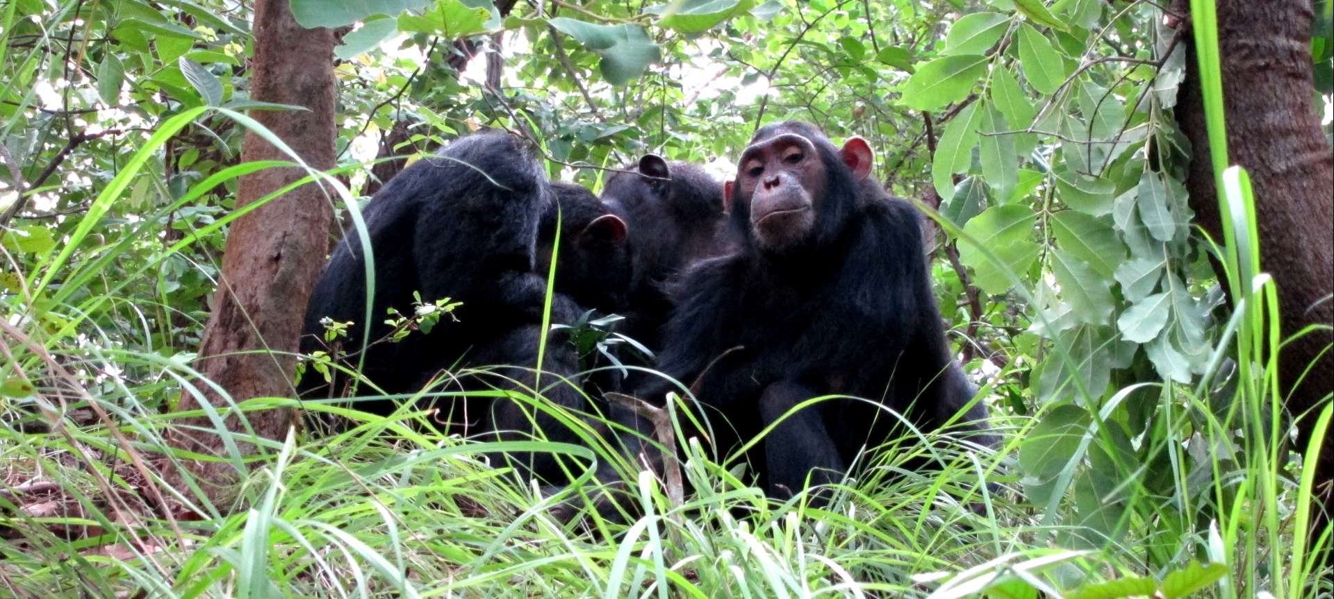 Chimpanzee trekking Gombe, primate tours tracking ecotourism – Kili  Tanzanite Safaris