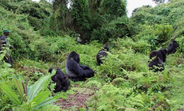 rwanda gorilla trek