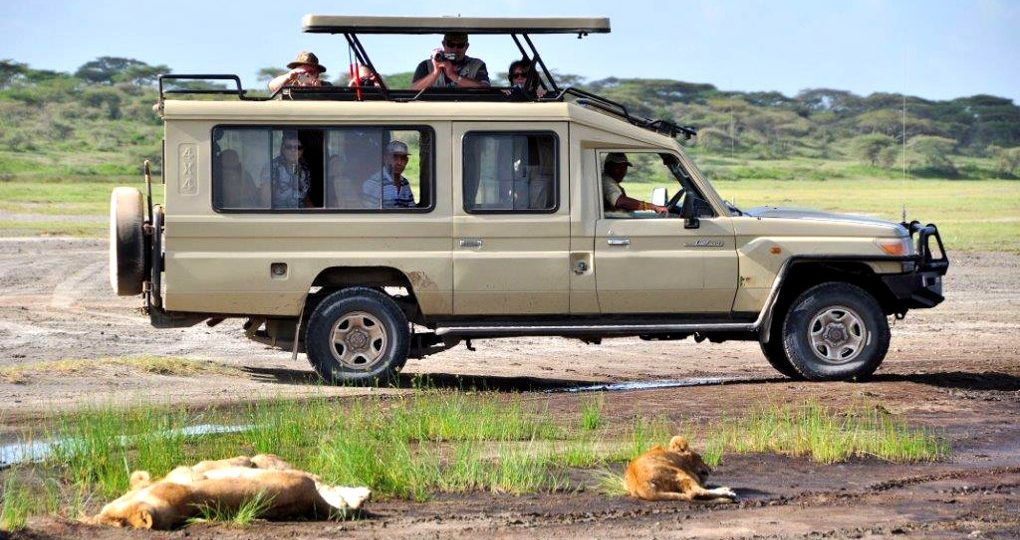 Safari joining group