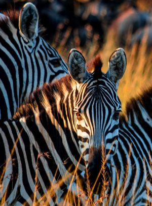Zebras in Serengeti, Tanzania