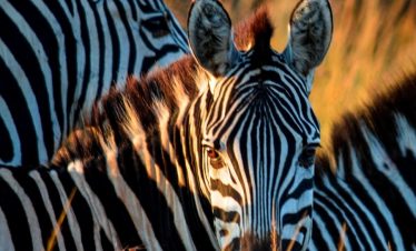 Zebras in Serengeti Tanzania