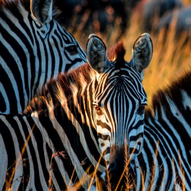Zebras in Serengeti, Tanzania
