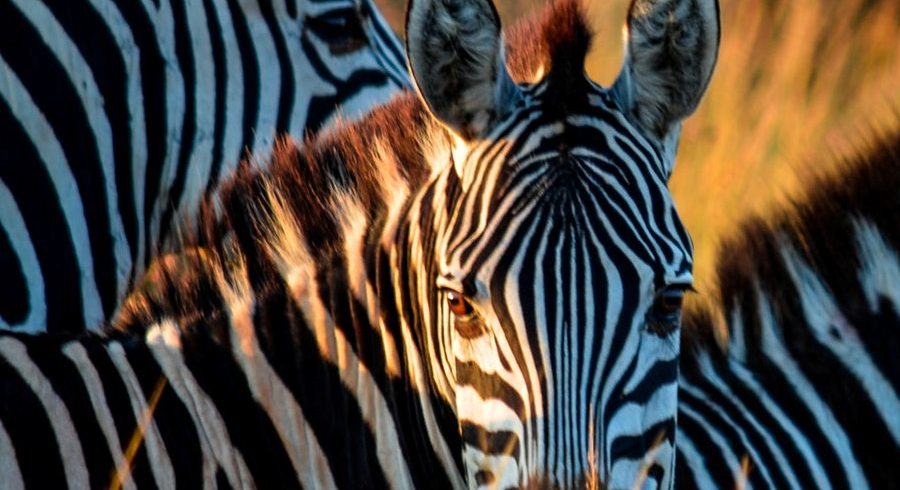 Zebras in Serengeti, Tanzania