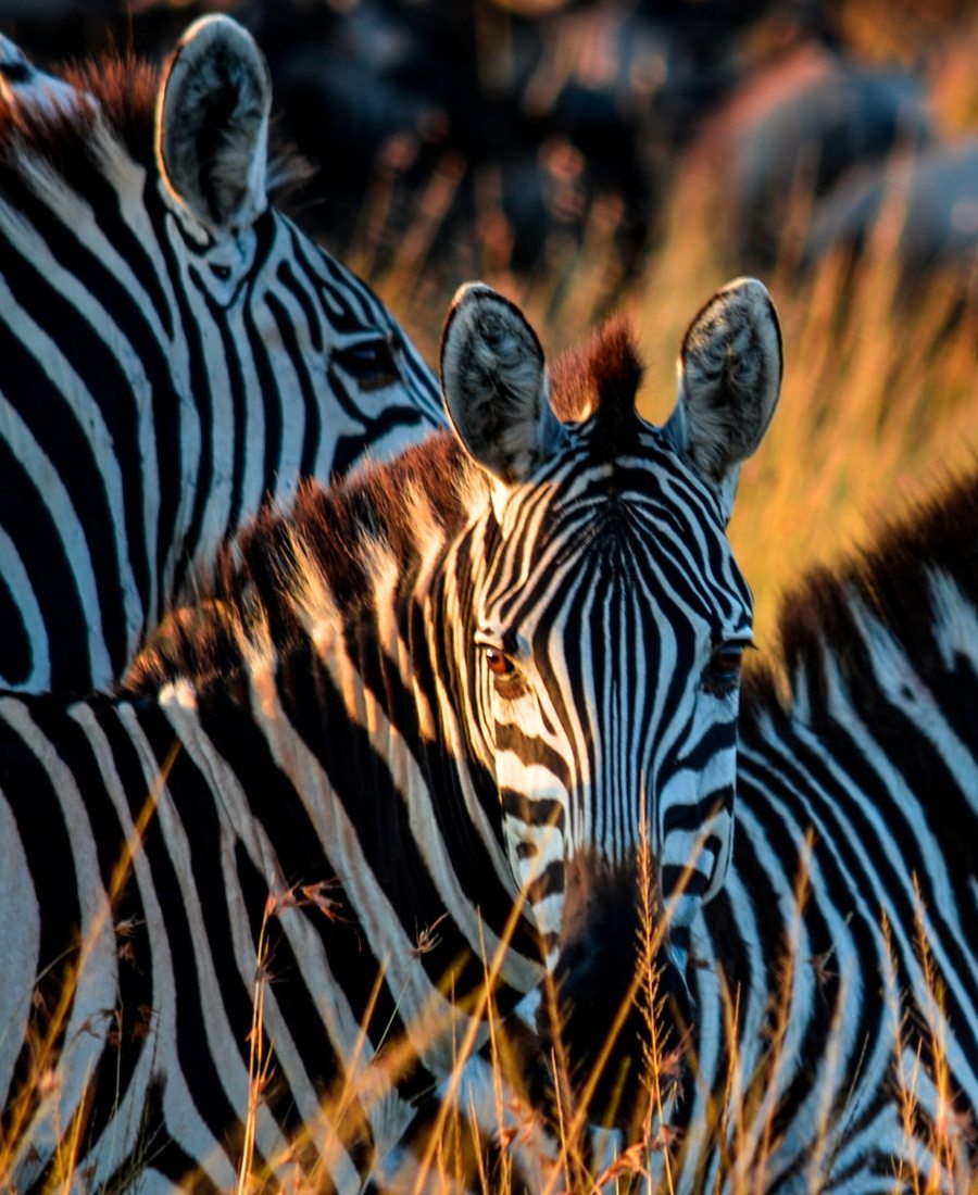 Zebras in Serengeti, Tanzania