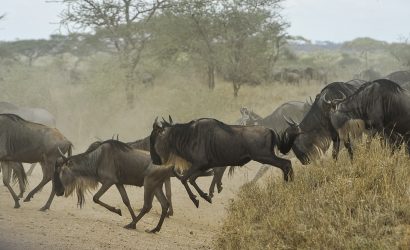 Wildebeest in Serengeti National Park