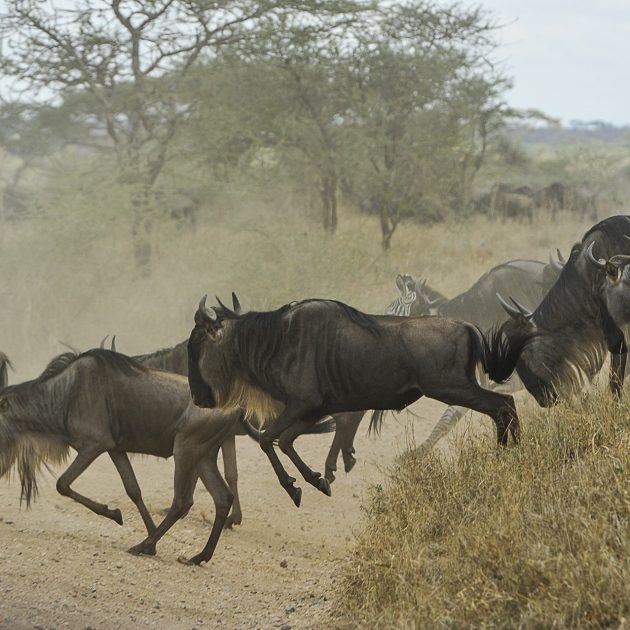 Wildebeest in Serengeti National Park