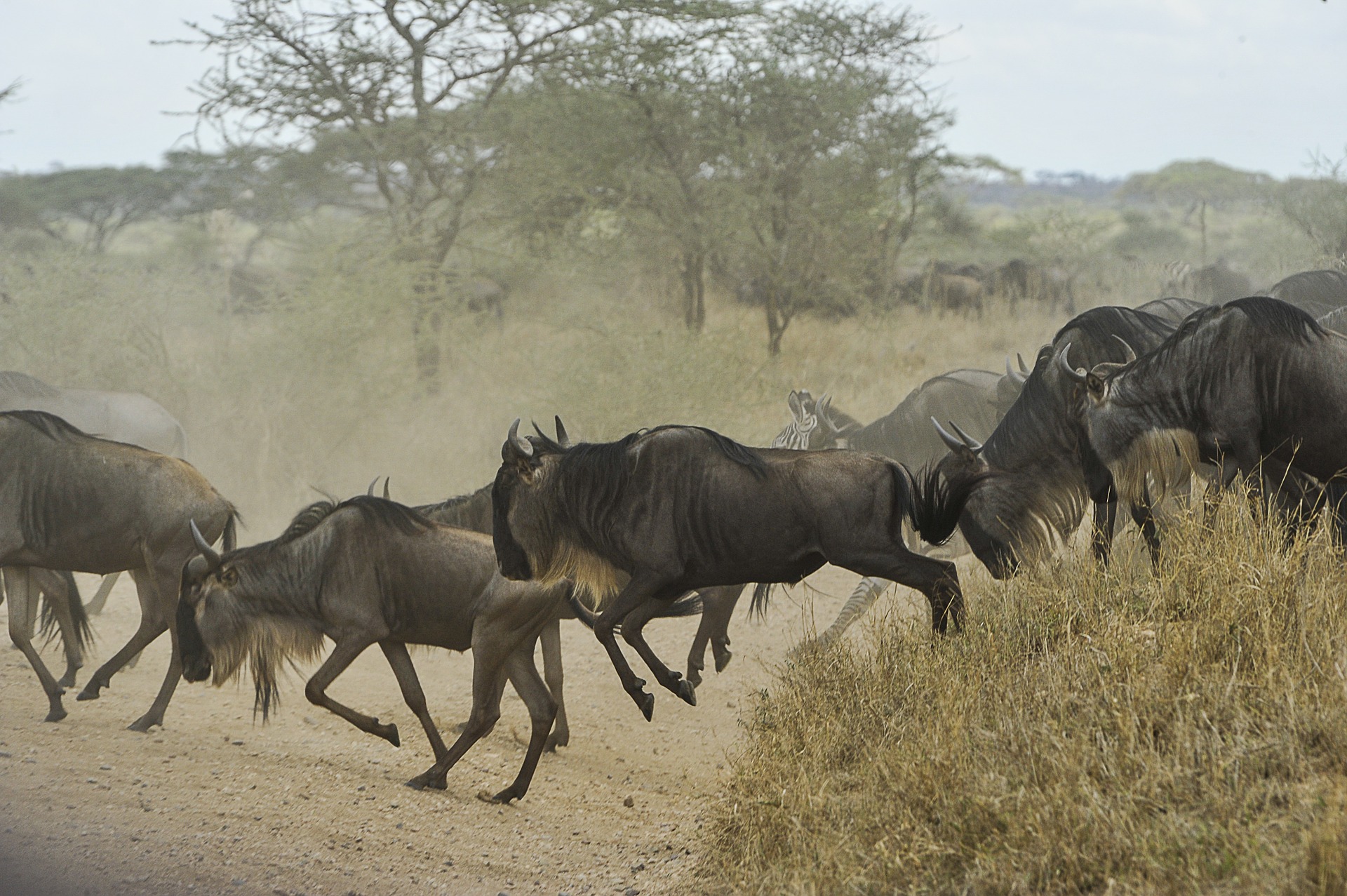 Wildebeest in Serengeti National Park
