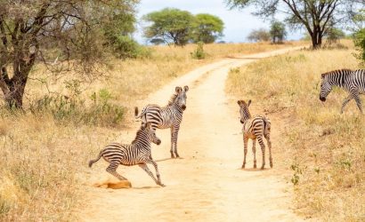 luxury safaris