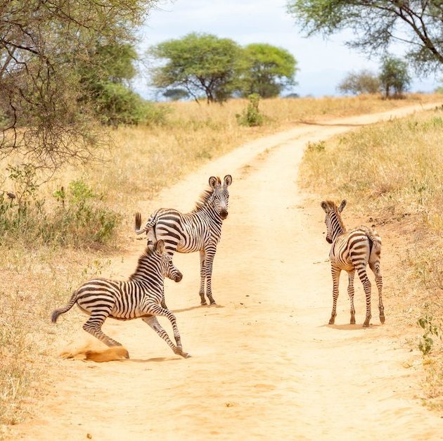 luxury safaris