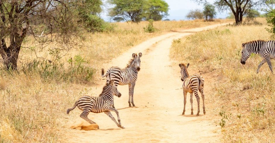 luxury safaris