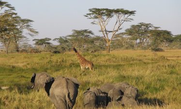 serengeti park
