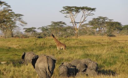 Serengeti