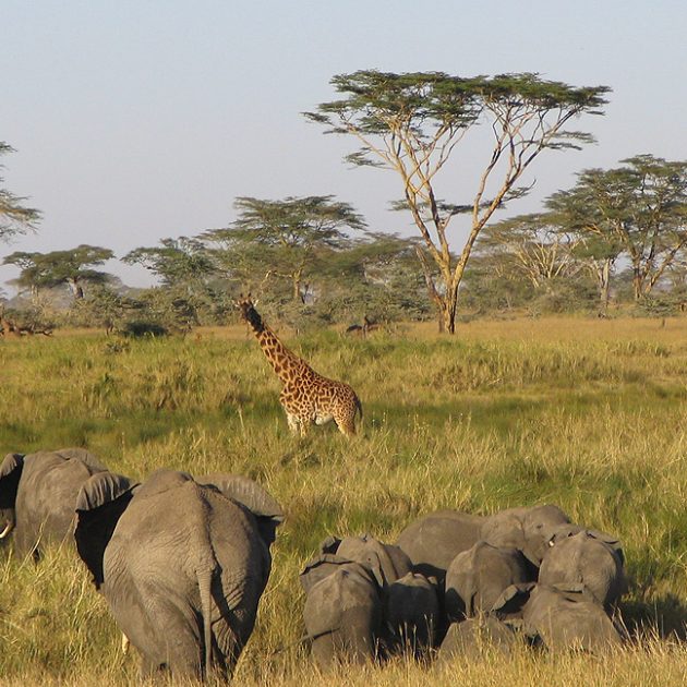 Serengeti