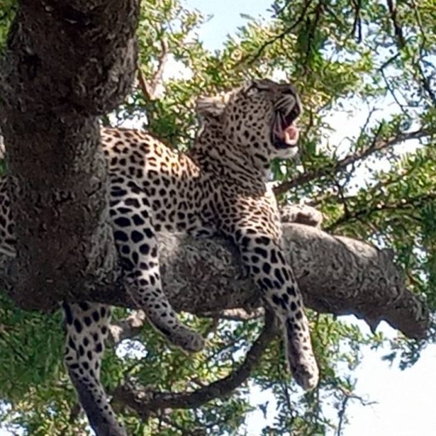 Leopard at tree climbing