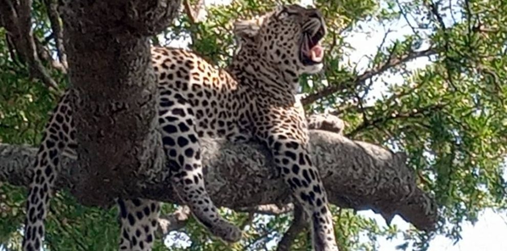 Leopard at tree climbing