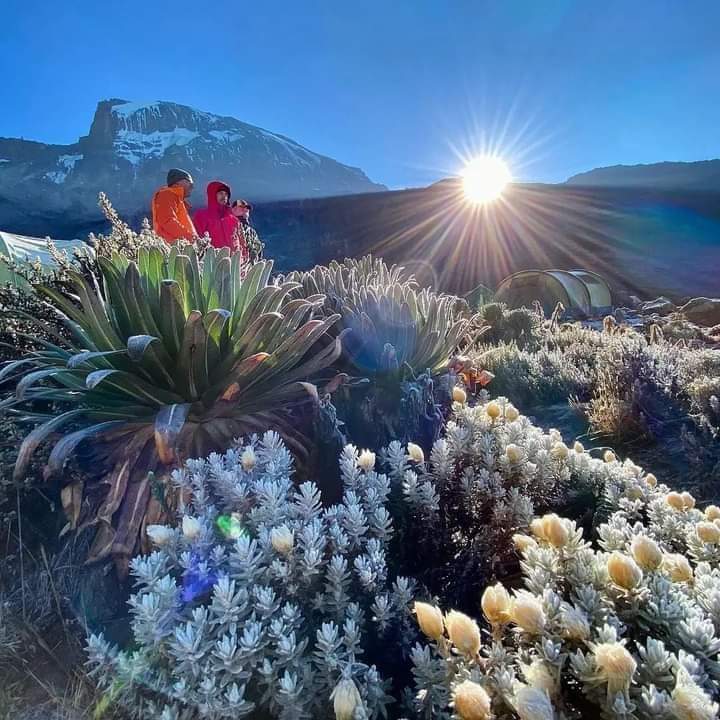 Kilimanjaro