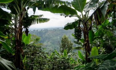 Coffee Plantation in the Mount Kilimanjaro