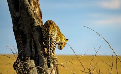 Leopard in Serengeti National Park Tanzania