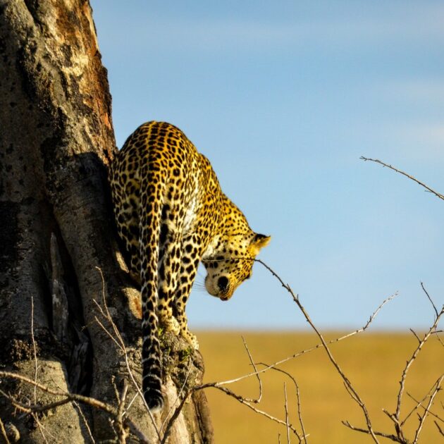 Leopard in Serengeti National Park Tanzania