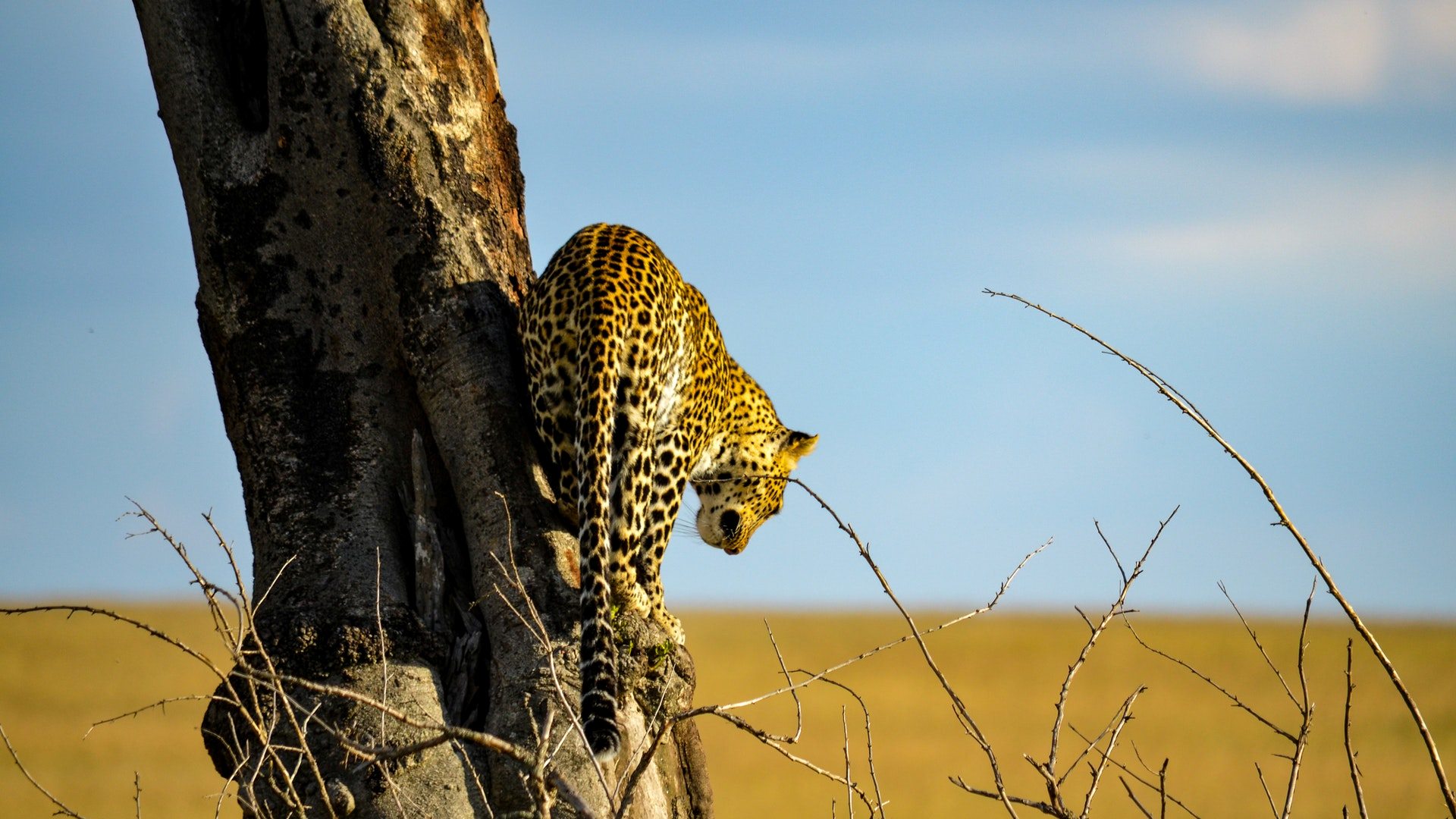 Leopard in Serengeti National Park Tanzania