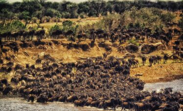 Serengeti Wildebeest Migration