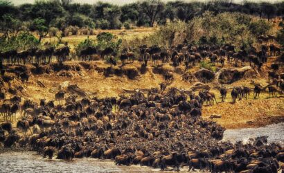 Serengeti Wildebeest Migration