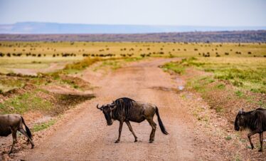 Wildebeest in Serengeti