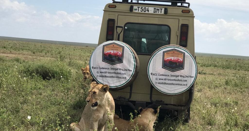 Travel packages safari