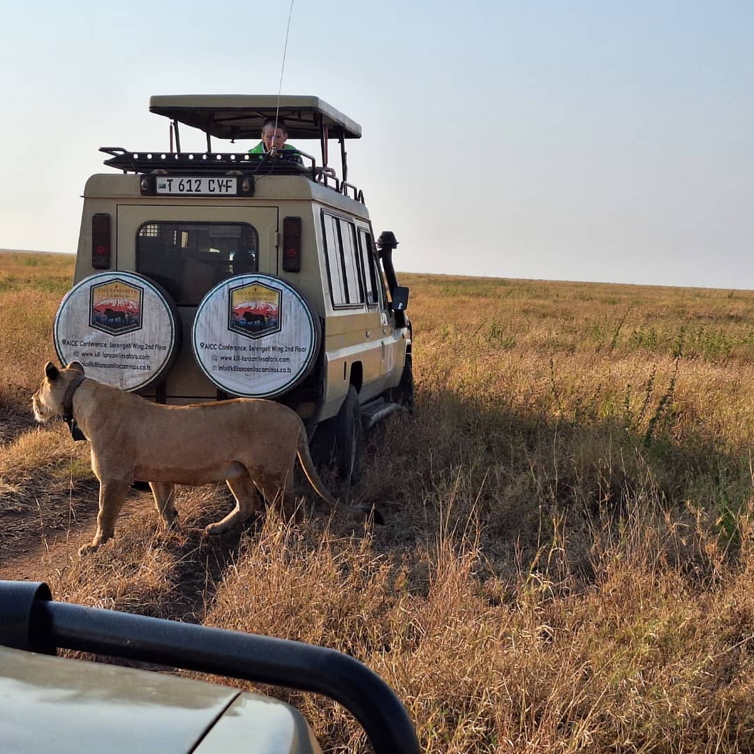 Offres de safari à petit budget