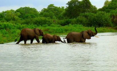 Elephants enjoy waters in selous game reserve