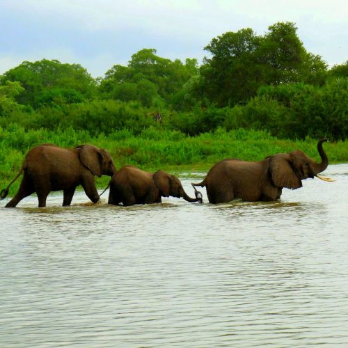 Elephants enjoy waters in selous game reserve