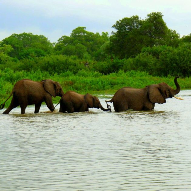 Elephants enjoy waters in selous game reserve
