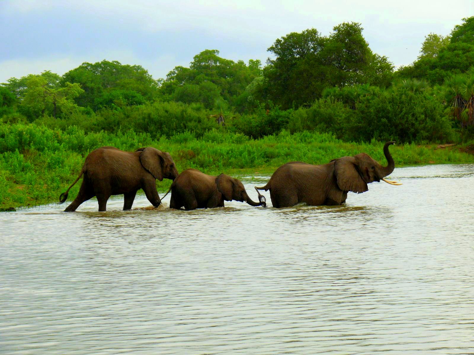 Elephants enjoy waters in selous game reserve