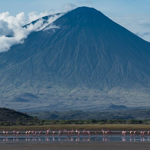 Lake Natron Flamingos