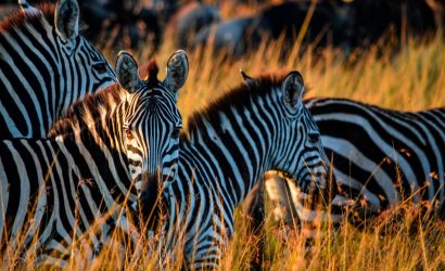 Zebras and Wildebeest in Serengeti National Park