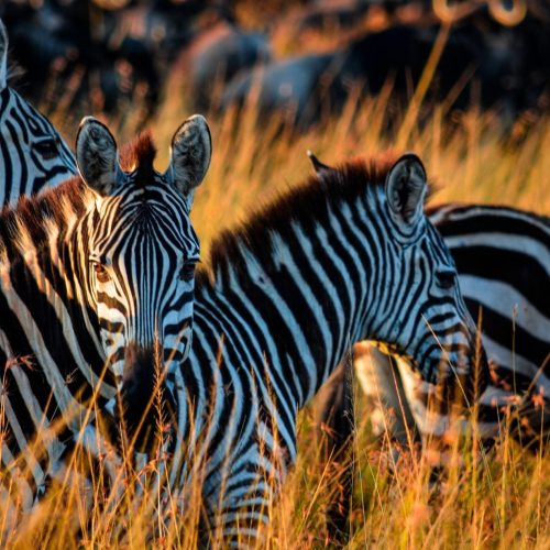 Zebras and Wildebeest in Serengeti National Park