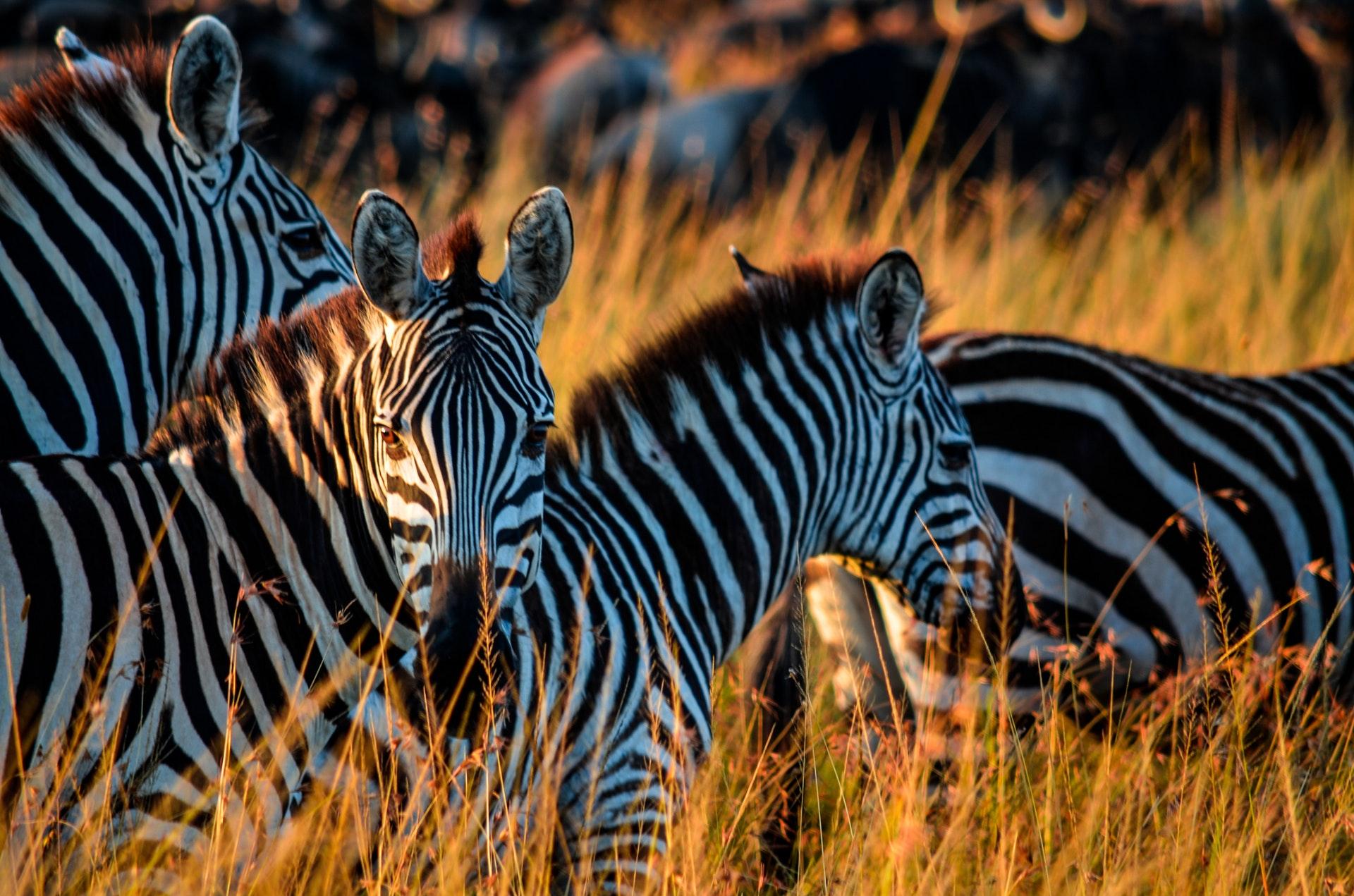 Zebras and Wildebeest in Serengeti National Park